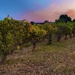 Harvest Glow
