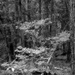 Where one tree falls...