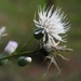 Wet thistle bloom and buds...