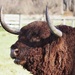 Spotted this lovely Scottish Highland beast on leaving Fairlie he was calling out but just a lovely deep sound