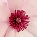 Macro