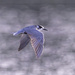 Might be a Tern