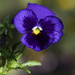 PANSY BLOOM