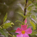 Mandevilla