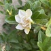 Gardenia
