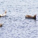 Seals Lounge