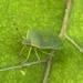 Remarkable camouflage abilities…