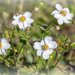I always thought these were Cosmos