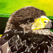 Buzzard (acrylic painting)