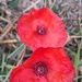 Poppies 