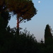A Pine and an almost full moon