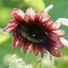 It’s A Sunflower