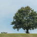 Tree on a hill
