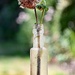 Dahlia