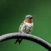 Hummingbird
