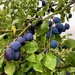 Damson pie