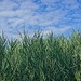 The Reeds are Taller than I Am