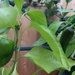 Pepper and chilli's 