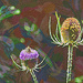Teasels