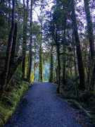 1st Aug 2025 - Golden tree