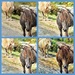 Dartmoor Ponies