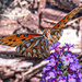 Gulf Fritillary on the Butterfly Bush...