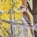 Kookaburra 