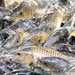 Feeding Frenzy