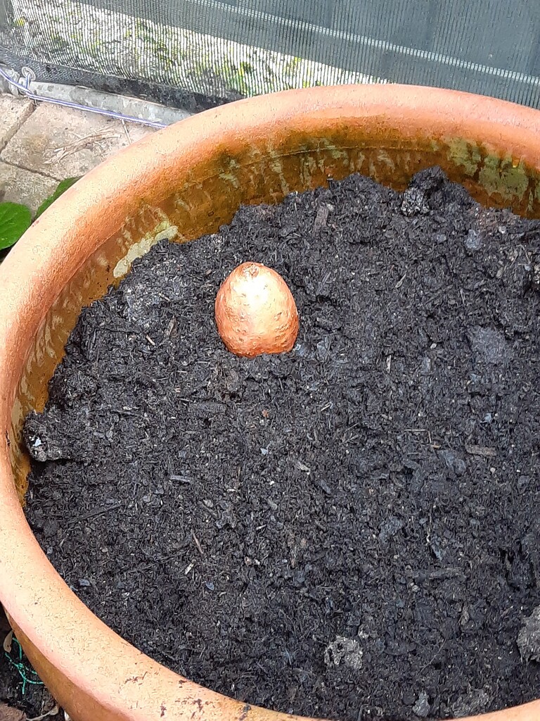 Attempt #3 by mozette