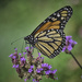 Monarch 