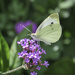 Cabbage White