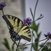 Swallowtail 