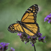 Monarch (Open)