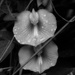 Butterfly-pea blooms in the rain...