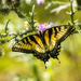 backlit swallowtail