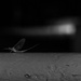 Mayfly