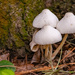 Little Mushrooms at the Base of the Tree!