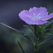 SIMPLE BEAUTY