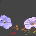 Petunias