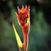 Emerging Kangaroo Paw