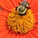Bee good