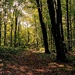 Literature Project #336 Della Hooke 'Trees in Anglo-Saxon England: Literature, Lore and Landscape'