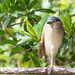 I think it is a pied heron - Keeping watch
