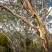 gum tree