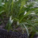 Spider's web~~~~~