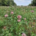 Clover fields