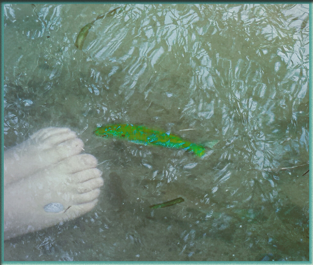 LOOK the fish is coming to me by 365projectorgchristine