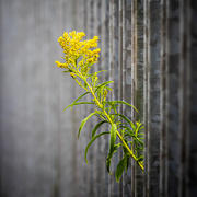 12th Aug 2025 - 65 of 365