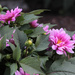 Pretty flowers