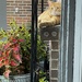 Chester’s Adventures #3